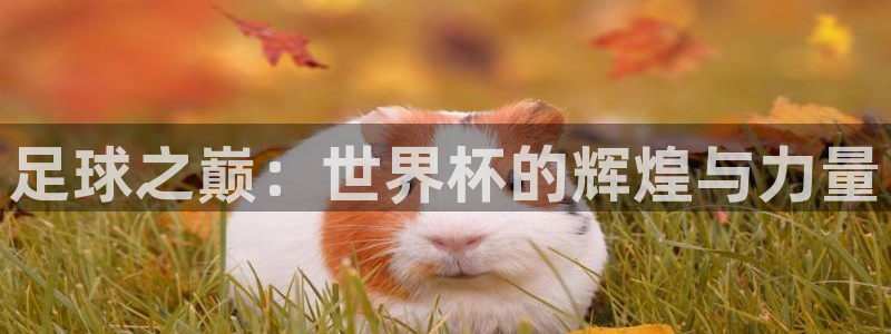 世界杯比赛赛程:足球之巅:世界杯的辉煌与力量